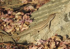 Urosaurus graciosus graciosus