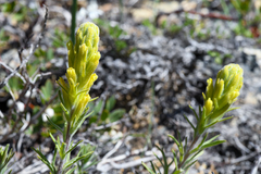 Castilleja arachnoidea