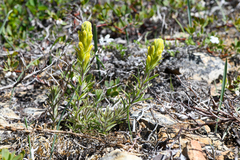 Castilleja arachnoidea