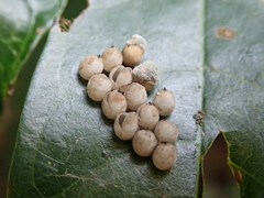 Tessaratoma papillosa