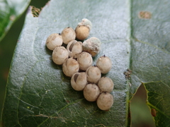 Tessaratoma papillosa