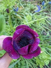 Anemone coronaria