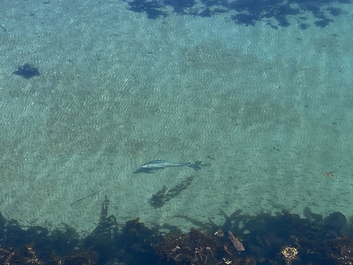 Day sarpon (Alepisaurus ferox) — Alepisauridae — 3