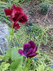Anemone coronaria