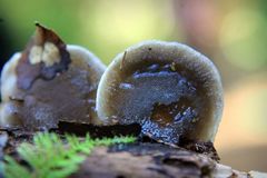 Hohenbuehelia grisea