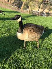 Branta canadensis