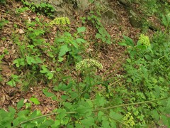 Thaspium chapmanii