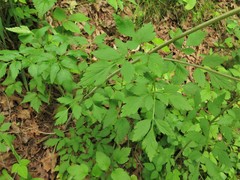 Thaspium chapmanii