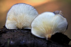 Hohenbuehelia grisea