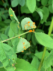 Phragmidium mucronatum