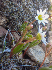 Lewisia triphylla