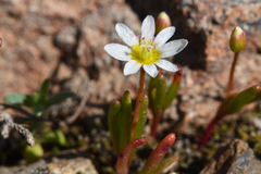 Lewisia triphylla