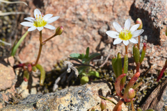 Lewisia triphylla
