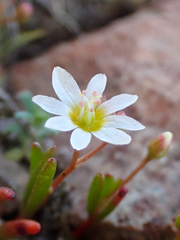 Lewisia triphylla