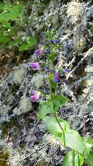 Penstemon ovatus