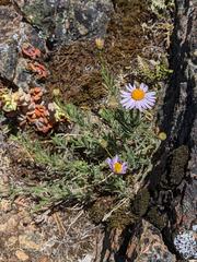 Erigeron klamathensis