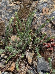 Erigeron klamathensis