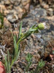 Erigeron klamathensis
