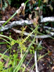 Cyperus thyrsiflorus