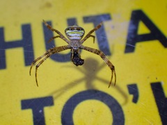 Argiope versicolor