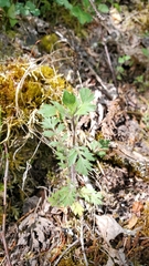 Collomia heterophylla