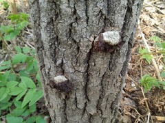 Pleurotus calyptratus