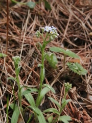Myosotis krylovii