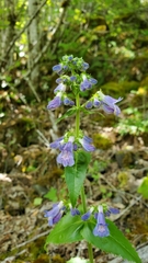 Penstemon ovatus