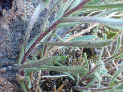 Erigeron klamathensis