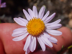 Erigeron klamathensis