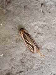 Tarsolepis fulgurifera