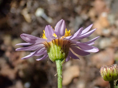 Erigeron klamathensis