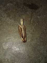 Tarsolepis fulgurifera