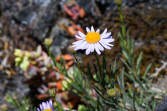 Erigeron klamathensis