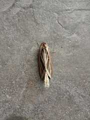 Tarsolepis fulgurifera