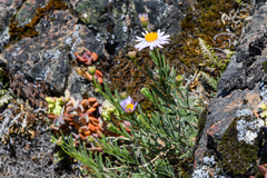 Erigeron klamathensis