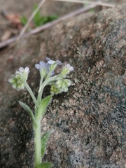 Myosotis krylovii