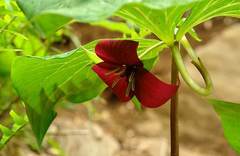 Trillium vaseyi