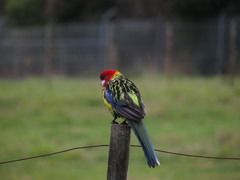 Platycercus eximius diemenensis