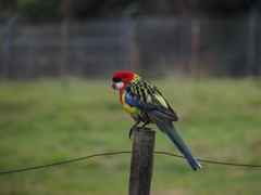 Platycercus eximius diemenensis