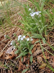 Myosotis krylovii