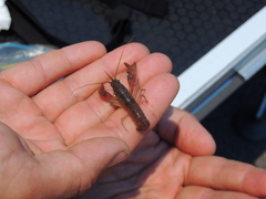 Cherax depressus