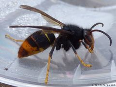 Vespa velutina nigrithorax