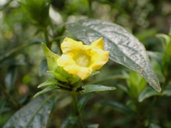 Strobilanthes crispus