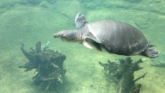 Carettochelys insculpta