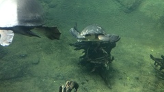 Carettochelys insculpta