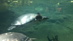 Carettochelys insculpta