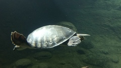 Carettochelys insculpta