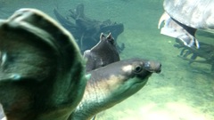 Carettochelys insculpta