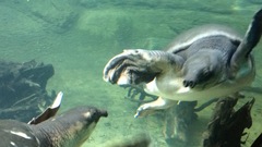 Carettochelys insculpta